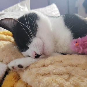 Meet your Posher, Shelley